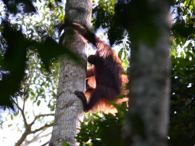 Wild orang utan, Sukau (1)